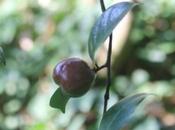 Camellia, tenter semis