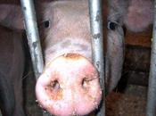 Veaux, vaches, cochons raisons d’en finir avec l’élevage intensif