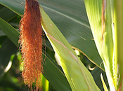 L’Allemagne l’Écosse vont interdire culture d’OGM