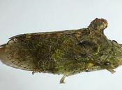 cicadelle curieuse morphologie...