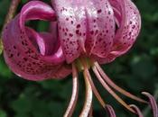martagon (Lilium martagon)