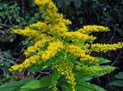 Solidage Canada, espèce invasive