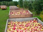Pomme vergers Silve