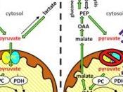 DIABÈTE: nouvelle stratégie pour abaisser glycémie racine Cell Metabolism