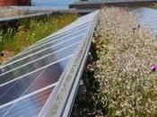 Biodiversité, photovoltaïque réveillons énergies sommeillent toits