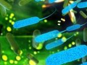 MICROBIOTE OBESITÉ: génétique module l'action bactéries intestinales Cell Metabolism