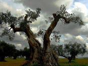 L’industrie biotechnologies est-elle derrière destruction oliviers italiens?