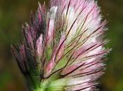 trèfles Trifolium arvense, Trèfle pied lièvre