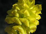 trèfles Trifolium campestre, Trèfle champs