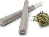 CANNABIS: perturbe glycémie plus tard dans Diabetologia