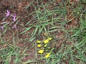 Sternbergia, réveil