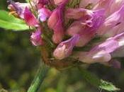 trèfles Trifolium pratense repens