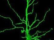 CERVEAU: nouvelle différence entre hommes femmes? Journal Neuroscience