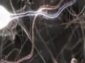 VISION: yeux, image, mais comment cerveau fait synthèse? Current Biology