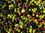 BIEN-ETRE L’Olive, l’allié corps!