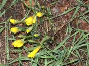 Sternbergia lutea