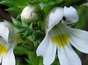 Euphrasia stricta (Euphraise raide)