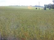 chanvre, preuve près