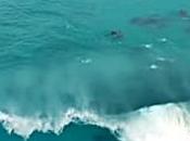 dauphins surfent aussi