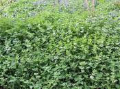 Lamium album sauvé fleurs