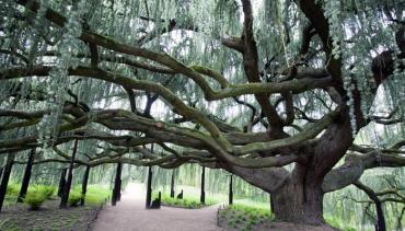 Un Cèdre bleu pleureur et un Fromager ont été sacrés "Arbres de l'année 2015"