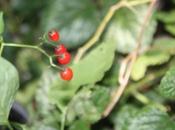 Solanum dulcamara