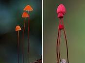 [Strange Funky Fungi Photographer] Steve Axford
