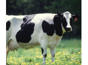 image vache