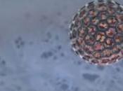 Comment marche virus