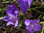 Campanula glomerata (Campanule agglomérée)