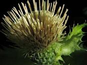 Cirsium oleraceum (Cirse maraîcher)