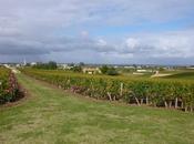 Vendanges rive droite Bordeaux