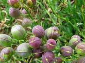 Alyssoides utriculata (Faux Alysson renflé)