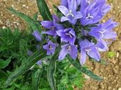 Campanula cervicaria (Campanule fleurs tête)
