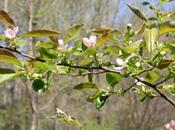Pseudocydonia Cydonia, fruits