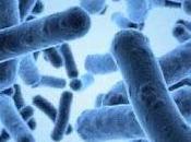 bactéries nous habitent notre troisième cerveau