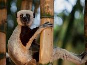portrait animalier route pour Madagascar
