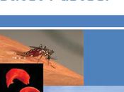 réponse traitement contre paludisme chez drépanocytaires doit‐on adapter