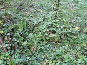 Premier rejet d'Hippophae rhamnoides