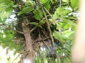 Cornus officinalis, hôtel-restaurant