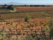 sang l'or devant Ventoux