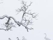 Xavier Grall Solo (extrait)