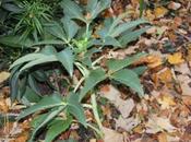 Hellébores, c'est parti pour floraison