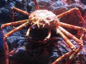 Thaïlande L'Aquarium