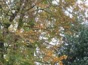 L'automne dans jardin