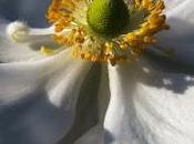 Anémone Japon (Anemone japonica)