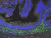 INGÉNIERIE TISSULAIRE: Rétablir motilité intestinale cellules souches neurales Tissue Engineering Part