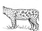 dessin jaguar