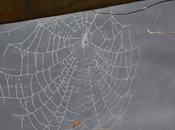 rosée matinale d'automne trahit leurs présences...