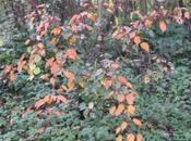 Acer conspicuum 'Red Flamingo'